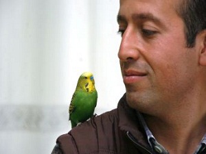 Muhabbet kuşu Sofi, İhlas suresini eksiksiz okuyor