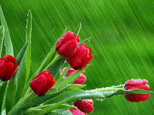 Hepiniz çobansınız; sürüden sorumlusunuz