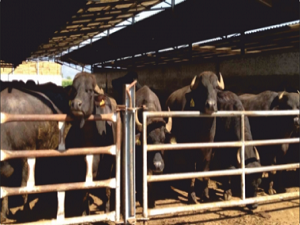 Manda üretimine hibe desteği