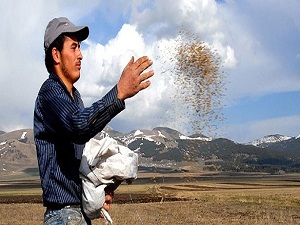 Yerli tohumda sınırları aştılar