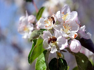 Polen alerjisi olanlar dikkat!