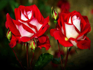 Şüpheli konulardan sakınan, dinini ve ırzını korur