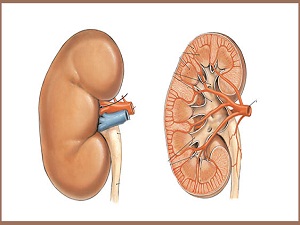Tekrarlayan idrar yolu enfeksiyonu, böbrek yetmezliği olabilir