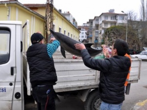 Av yasakları yunusları kurtardı