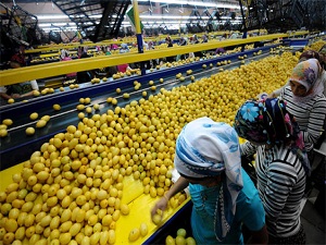 Meyve ve sebzecilerin gözü Çin’de