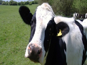 Hayvancılık sektöründe yüzde 200 büyüme