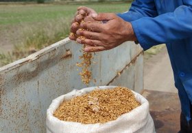 Yem bitkileri destekleme esasları belirlendi