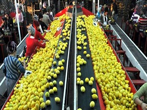 Avrupa'ya yüzde 1, Türkiye'ye yüzde 30