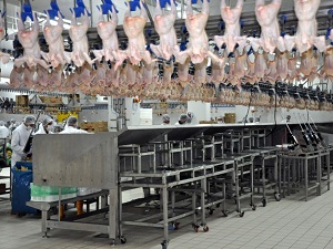 Tavuk eti üretiminde hormon kullanılmıyor