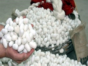 Yağmur koza üretimini düşürdü