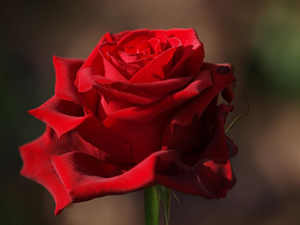 Sana şüphe veren şeyi bırak, şüphe vermeyene bak