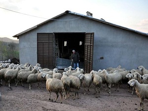 Gazete ilanıyla bile çoban bulunamadı