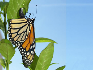 Hayvanlar kendilerini nasıl tedavi ediyor?