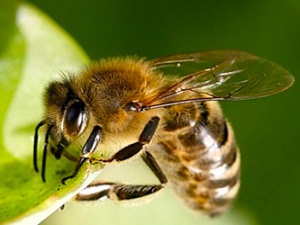 AB, arıları koruma kararı aldı