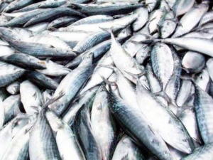 Trabzon’da 16 Bin 483 Ton Hamsi Avlandı