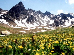 Bitkisel zenginliğimizin dörtte biri burada