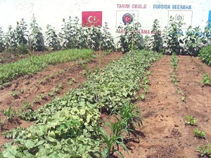 Somali'de İlk Kavun ve Patlıcanlar Yetişmeye Başladı