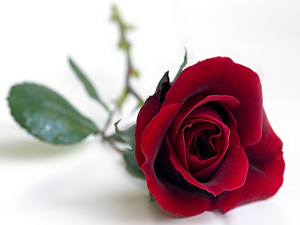 İstemeyenler dışında, ümmetimin tamamı cennete girer