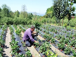 Karadeniz çileği pazara çıkmadan tarlada satılıyor
