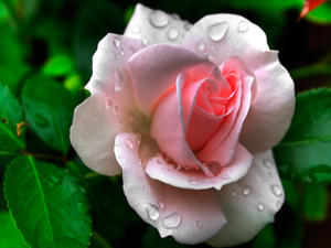 O, Allah’ın örttüğünü açarak sabahlıyor