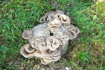 En usta toplayıcı bile mantarda yanılabilir!