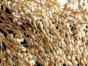 Trakya çiftçisinin vazgeçemediği tohum cinsi