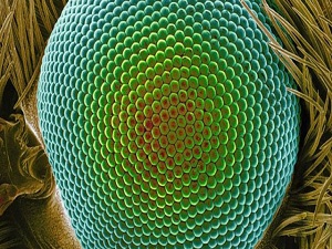 Arıdan ilham aldılar:180 derecelik kameralar yolda