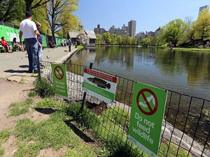 New York'ta 'Fishzilla' alarmı