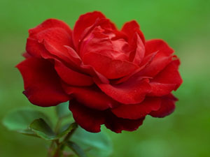 Güzel bir koku ikram edilen kimse onu reddetmesin