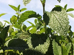 Adana’dan Almanya’ya tıbbi aromatik bitki ihracatı
