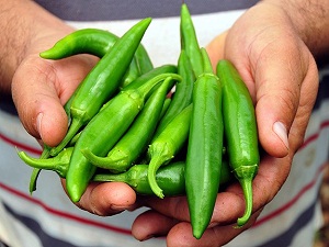 Tadı acı, kazancı tatlı