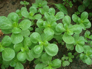 Zayıflamak isteyene semizotu