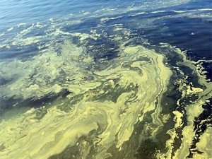 KKTC sahilleri yeşile büründü