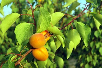 Meyvelerde yalancı bahara dikkat!