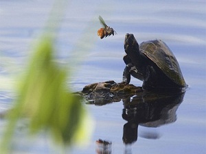 Arı tuz ihtiyacını böyle karşılıyor