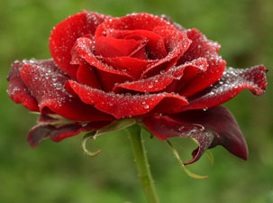 Yanında mahremi bulunmayan kadınla başbaşa kalmayın