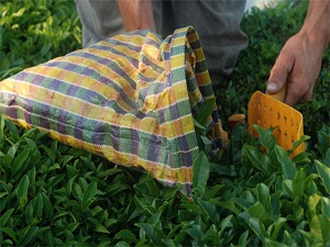 Çay üreticisi ramazanda zorlanıyor