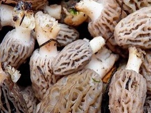 Kuzu göbeği mantarının kilosu 300 lira