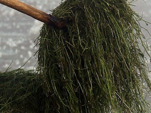 Hem yıl boyu yeşil, hem ucuz