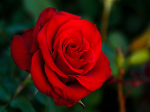 Allah, yedi insanı, arşının gölgesinde barındıracaktır