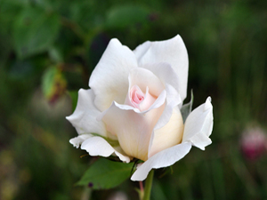 Cuma günü bana çokça salâtü selâm getiriniz, zira