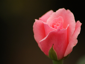 Mü’minin mü’mine karşı durumu...