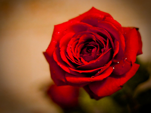 Resulullaha çocuklarınızı öpüyor musunuz diye sordular