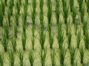 Çankırı'da çeltik ekimi başladı