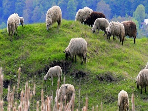 Yüksekova'da çiftçiye 6 bin hayvan dağıtıldı