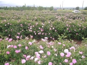 Bir milyon gül dikilecek