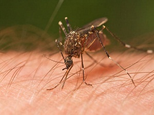 Sıtmayla mücadelede yeni umut