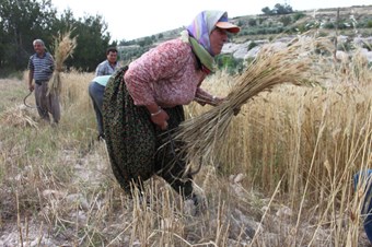 Silifkeli çiftçiler, sarp arazideki ekinlerini orakla biçiyor