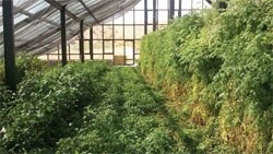 İlk güneş enerjili sera üretime başladı