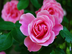 Namaz kıldırdığınız zaman hafif tutun